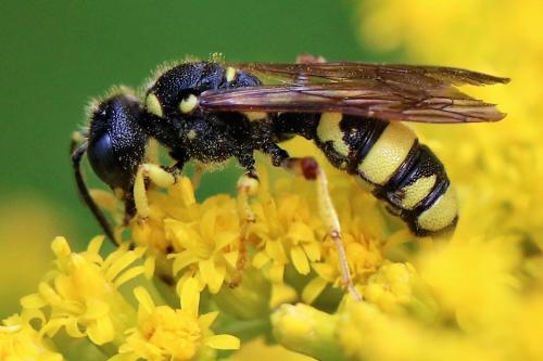 Réf. 224 626 : Cerceris rybyensis